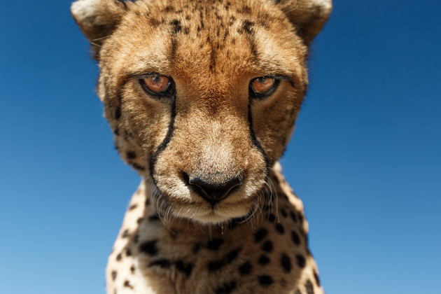 A cheetah stares down into the camera lens.