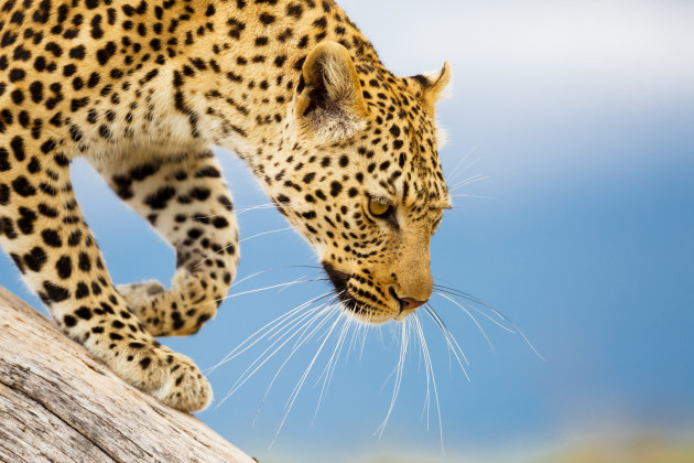 After following this leopard for 5 hours one day, Tonya finally got the shot she wanted, revealing in fine detail, its magnificent set of whiskers.