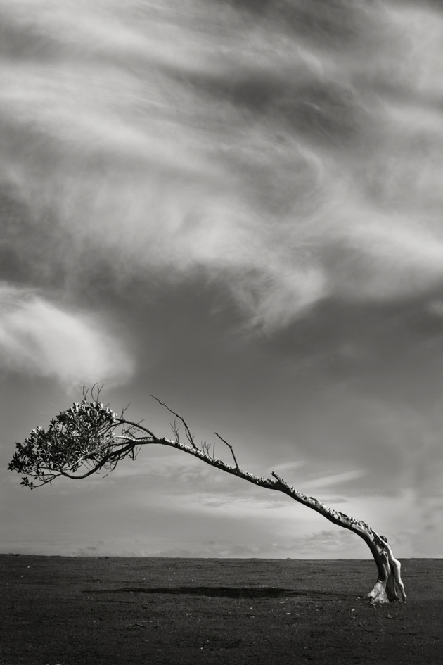 &copy; Lori Cicchini