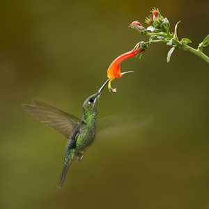 I photographed this green-crowned brilliant hummingbird near a Costa Rican cloud forest. Mixing ambient light and flash captured the essence of hummingbird flight. Canon EOS 5D MkII, Canon 70-300 mm lens @ 200 mm, 1/30s @ f/7.1, ISO 640, tripod. One flash, off-camera in manual mode. Standard tweaks in Lightroom.