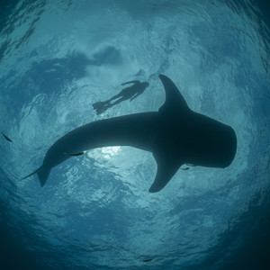 Photo by Juergen Freund. Nikon D3X, 16mm f/2.8 lens, f/16 @ 1/250s, ISO 100, Seacam underwater housing, no strobes.&nbsp;