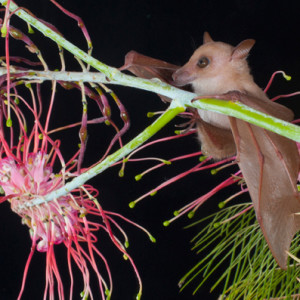 There are 90 species of micro bats (or Microchiroptera) in Australia. Micro bats are not a threat to human health, especially if you don&rsquo;t handle them. Photo: Steve Parish.