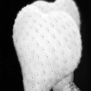 Bowness Photographic Prize winning image 'Shadow boxer 2013' from the series 'Quill' by photo artist Pat Brassington.