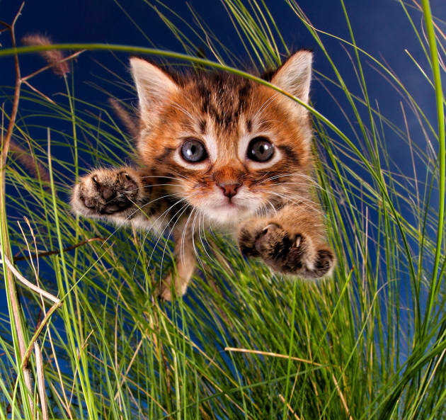 Bug-a-Boo. &copy; Seth Casteel