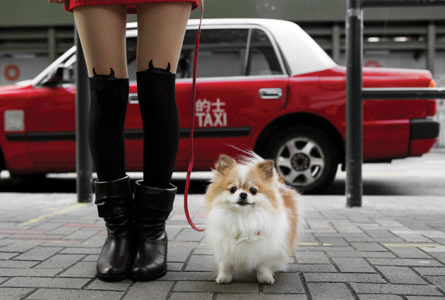 Pet portrait in Hong Kong. Client: Lazy Lee. &copy; Kristie Lee.