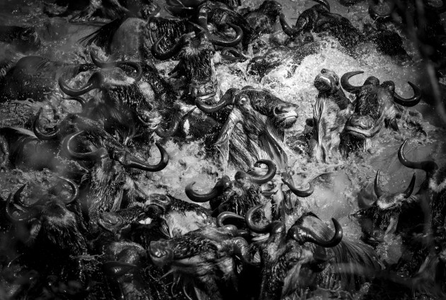 Dante&rsquo;s Inferno. Forced to find
new river crossing points in the
Serengeti, the wildebeest descend
into individual despair and
collective chaos. &copy; Karen Lunney.