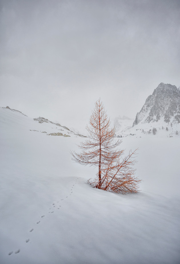 Personal work. La Madone de Fenestre, Mercantour,
France. A lone tree sits in the pristine white landscape of
the mountainous Parc National du Mercantour, the
southernmost range in the Alps. &copy; Lee Duguid.