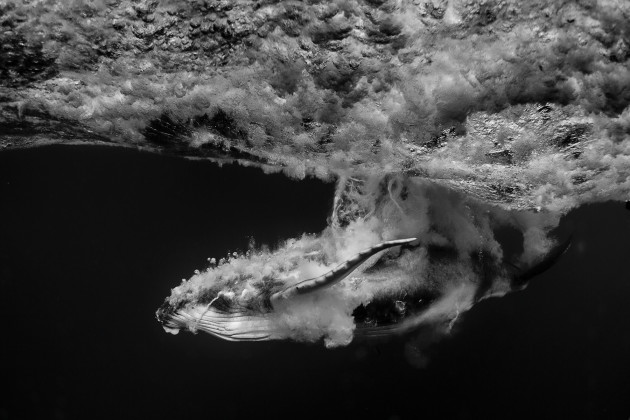 Personal work. Submerged. A humpback whale calf
captured right after a breach just metres away. &copy; Michael Skovranova.