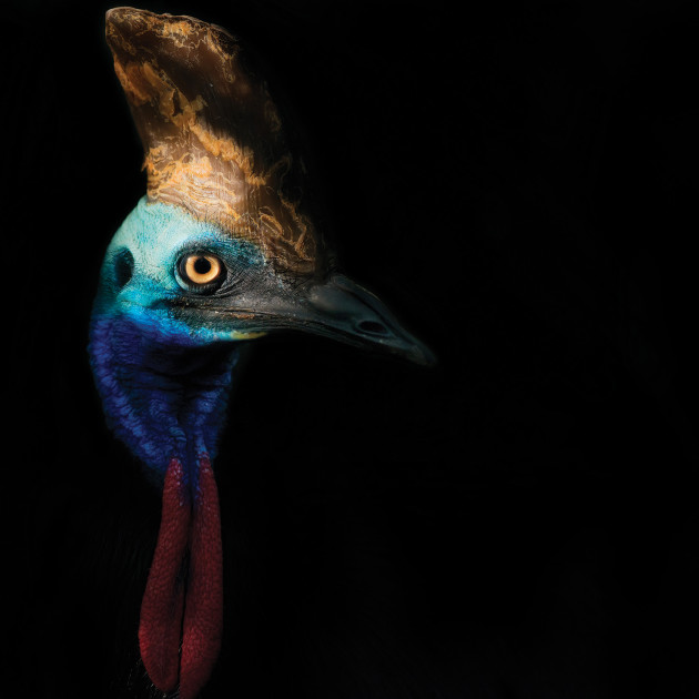 Princess, the cassowary. Commissioned for
Wildlife Sydney Zoo&rsquo;s Threatened Species day. &copy; Angela Robertson-Buchanan.