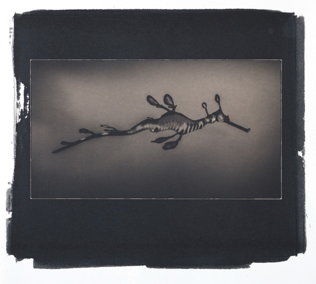 Weedy Seadragon. Palladiotype print on Bergger
100% cotton rag. Mornington Peninsula, Victoria. &copy; Liam Lynch.