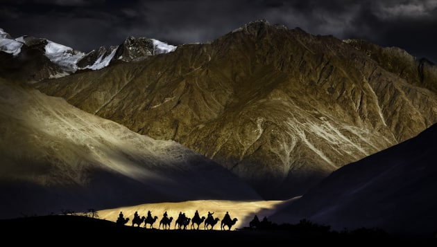 Nick Melidonis travelled to Ladakh in Northern India with the hope of capturing the remote monasteries in the high Himalayan region for this shot. "The trip would take me across the 5 highest mountain passes in the world. I crossed the Khardungla Pass from Leh towards the Nubra Valley which at 18,380 feet is the highest motorable road in the world. We descended into the Nubra Valley and rested on the valley floor, where I first noticed the camel trains in the distance heading towards the Diskit monastery. I asked my driver and guide to cross a stream and head as close as we could towards a peak where I knew the camels would have to cross, separating them from the snow tipped Himalayas in the background. The sun was starting to set and I could see that the breaks in the clouds produced shafts of golden light moving in and out of the valley floor behind where the camels would cross."