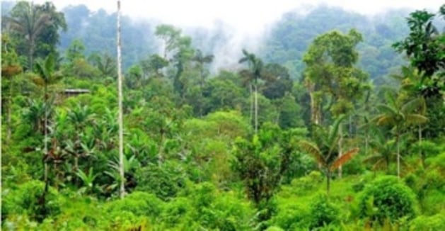 Carbon balanced project site Rio Canande,&nbsp;Ecuador