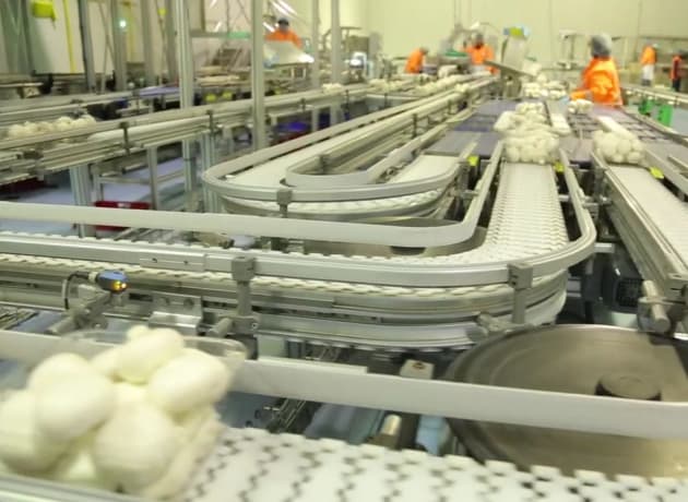 Costa Group's mushroom packaging facility.