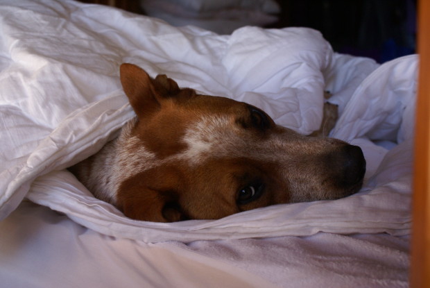 Toby