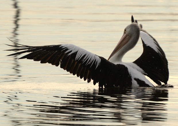 Pelican At Sunrise