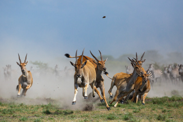 Elands charging towards the camera.