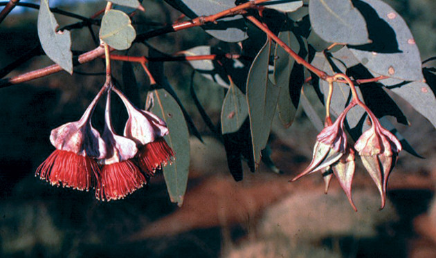 E. kingsmillii subspecies alatissima.