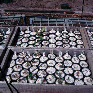 Seedlings raised from wild seed, February 1996
