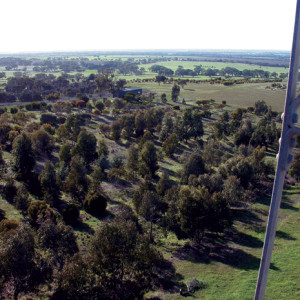Looking down on the arboretum from the windmill.