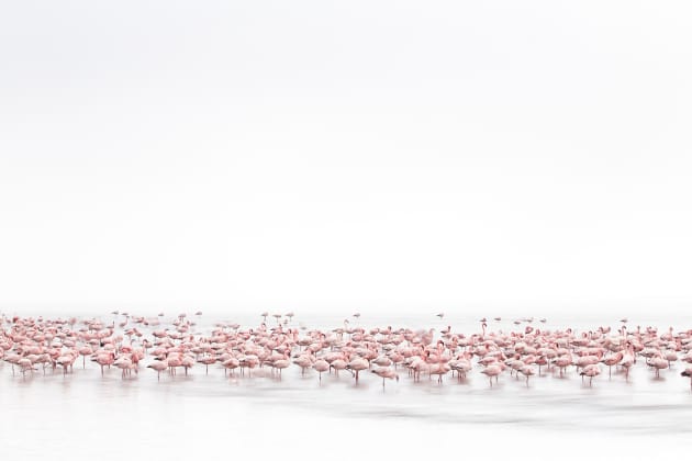 Flamingo's Soul, Alessandra Meniconzi , Winner, Switzerland National Award, 2017 Sony World Photography Awards.