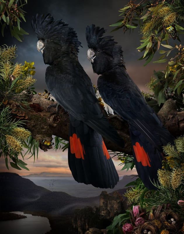 Florilegium #11, 2016. Gicl&eacute;e digital print on Archival Hahnemuhle Fine Art Paper. Image &copy; Joseph McGlennon.