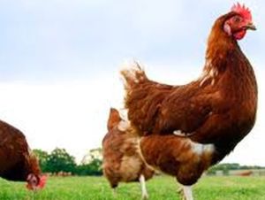 The South Australian Cabinet approved the industry code, regulations and associated trademark earlier this week.