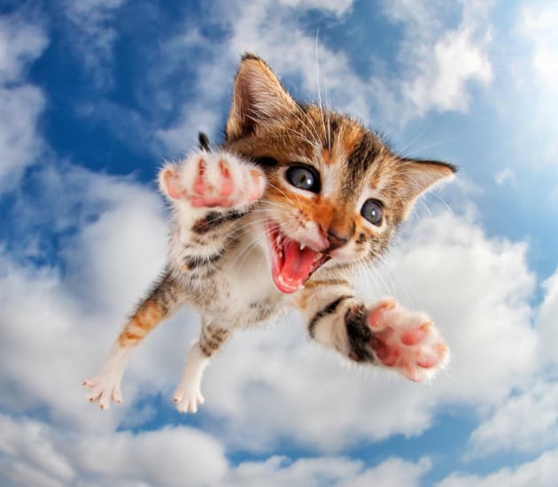 Fuzzbucket. &copy; Seth Casteel