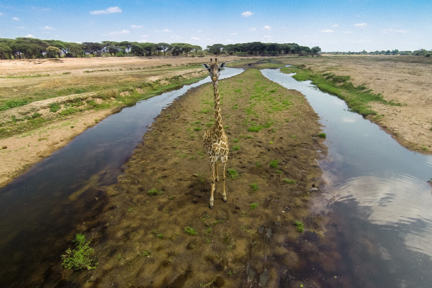 A view of a giraffe from eye level, taken from a remote controlled quadcopter.