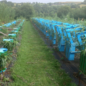 Truly a field of plantation grown timber furniture.