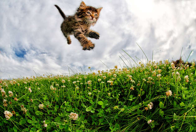 Gummi Bear. &copy; Seth Casteel