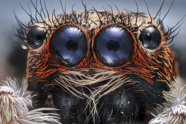 Honorable Mention. Image by Emre Can Alag&ouml;z, Marmara University, Department of Photography, Istanbul, Turkey.
Subject Matter: Jumping spider.
Magnification: 6x.