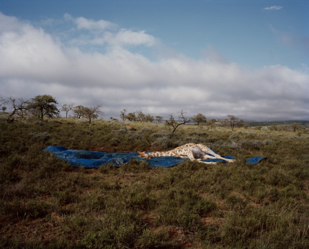 Head On Landscape Prize - 1st Place - David Chancellor. &ldquo;The Fallen. There's a moment between life and death, sleeping and waking that passes in an instant. For the briefest of moments one can see the beast at peace, calm and in a world that only he inhabits. All the chaos and trauma that went before is no longer bothersome; whilst vets regroup or hunters high five he waits patiently for life to start once more, or for some this is the end, and as I watch, the eye no longer is the gateway to the soul, but rather a reflection of the sky.&rdquo;