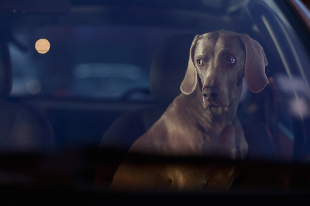 Hector. &copy; Martin Usborne.