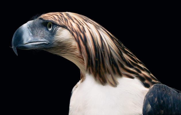 Light the way. &copy; Tim Flach.