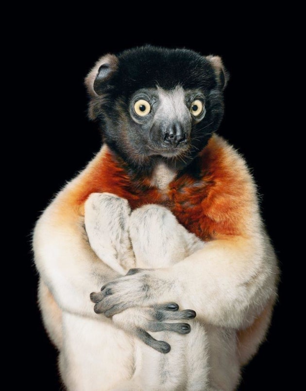 Light the way. &copy; Tim Flach.