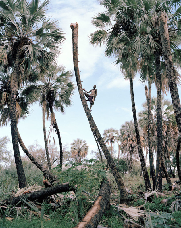 Fine Art Single Image Winner. Palm Wine Collector, Kunene Region, Namibia. 2015. Himba people from this area have utilised Makalani Palms for generations, passing down the knowledge and technique needed to carry out the process of obtaining the liquid. Although the Makalani palm is a protected tree in Namibia and the tapping of palms a banned practice, the Ovahimba firmly believe that it is their right to continue. They argue against Western law, instead following ancient cultural traditions that respect these palms in their utilization and in turn promote their conservation on a cultural level. Photo &copy; Kyle Weeks.