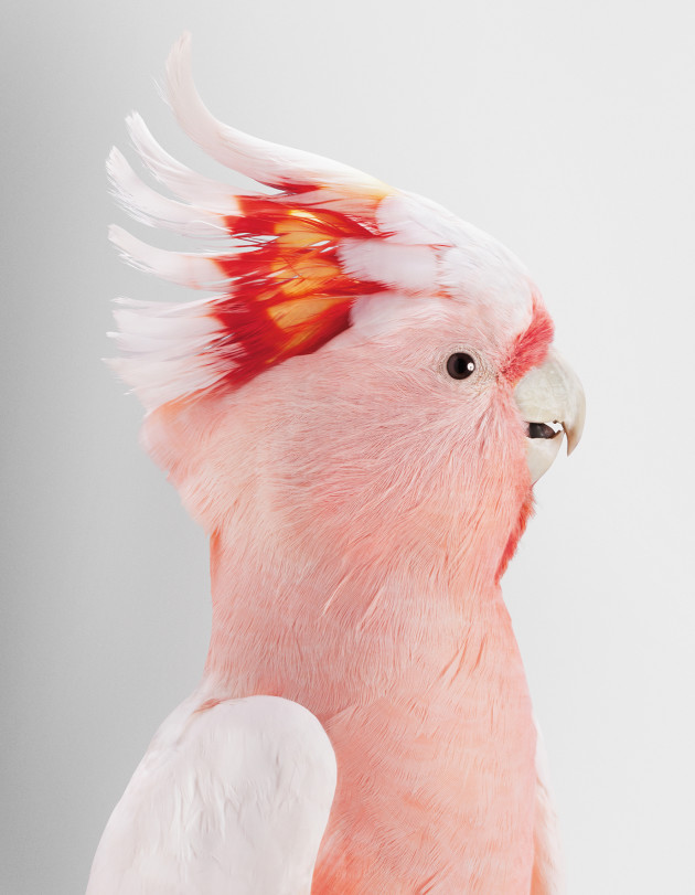 Neville. Major Mitchell&rsquo;s cockatoo. Lophochroa leadbeateri. &copy; Leila Jeffreys