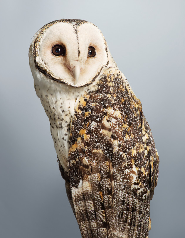 Tani. Australian masked owl. Tyto novaehollandiae. &copy; Leila Jeffreys