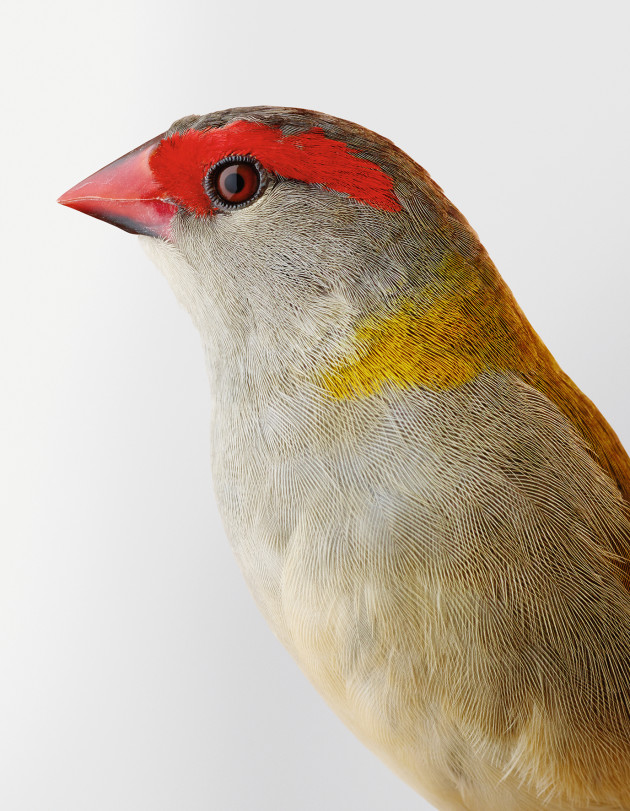 Ellery. Red-browed finch. Neochmia temporalis. &copy; Leila Jeffreys