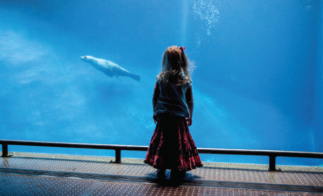 Melbourne Zoo, VIC. &copy; Brian Carr.