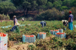 The report found migrant workers are paid as little as EUR $3 per hour for a 10-12 hour day of picking and packing tomatoes.