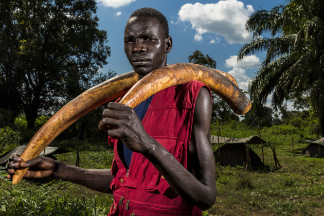 Nature, 2nd prize stories. &copy; Brent Stirton, South Africa, 2015, Getty Images for National Geographic. A Lord&rsquo;s Resistance Army (LRA) fighter holds two ivory tusks. Ivory is a means of financing the LRA and is used for both food and weapon supplies. Near,
Sudan, 17 November 2014.