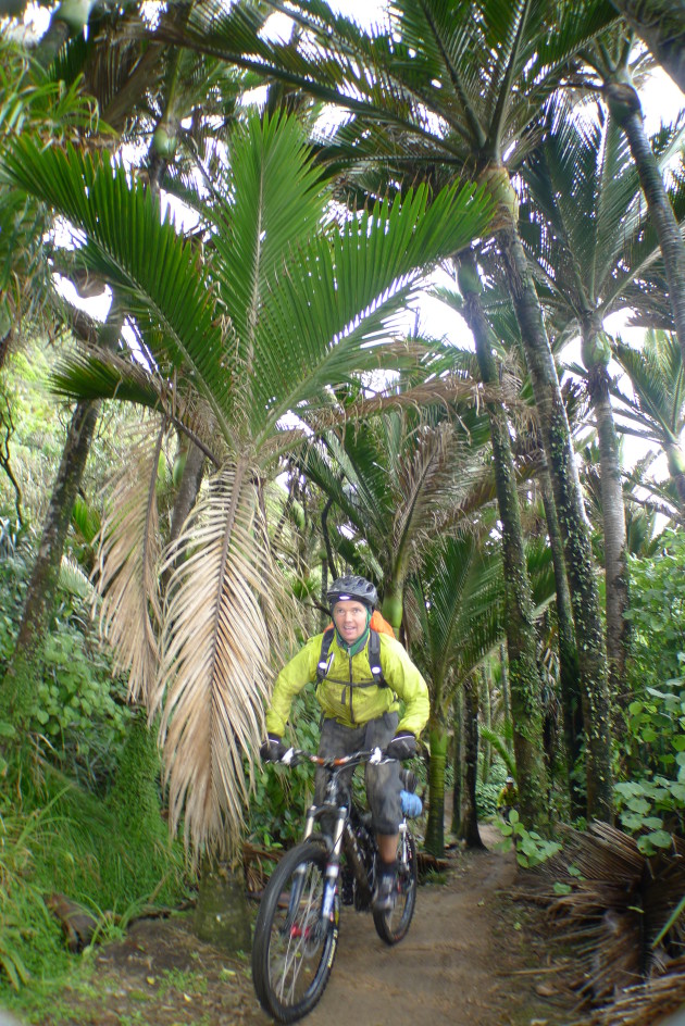 <p>Iconic NZ palms on the costal stretch of the trail.</p>