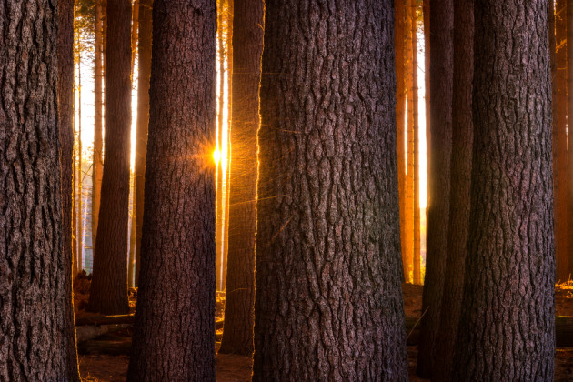 &copy; William Patino.