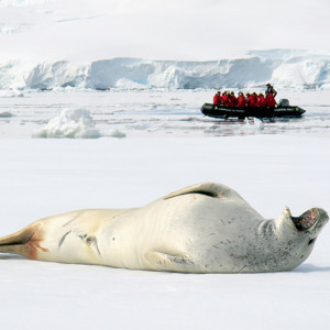 An adult Weddell seal basks in the sunshine as Zodiacs from cruise ship L&rsquo;Austral tour Foyn Harbour on the Antarctic Peninsula. Canon Powershot G12 @ 140mm, 1/1250s @ f/4.5, ISO 80.