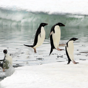 Adelie penguins exit the water with high, choreographed leaps. Cape Denison, Commonwealth Bay, in the far eastern sector of the Australian Antarctic Territory. Canon EOS 20D, 70-200mm lens @ 200mm, 1/1600s @ f/8, ISO 200.