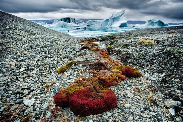 Arctica: The Vanishing North by Sebastian Copeland
