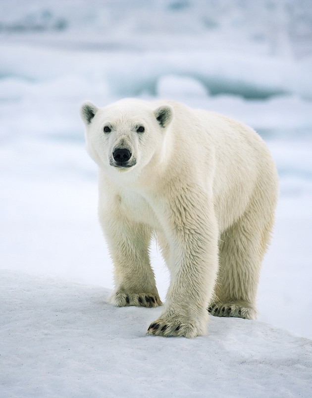 Arctica: The Vanishing North by Sebastian Copeland