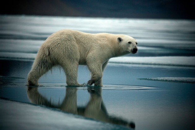 Arctica: The Vanishing North by Sebastian Copeland
