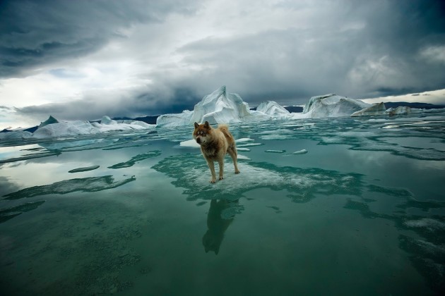 Arctica: The Vanishing North by Sebastian Copeland